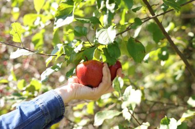 Kadın malzeme çekme olgun elma ağacından Bahçe, portre
