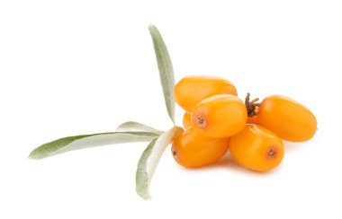 Taze deniz dikenli böğürtlen ve yeşil yapraklı beyaz