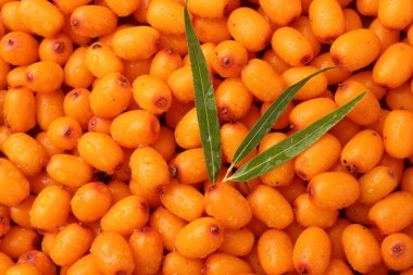 Arka plan olarak taze deniz dikenli böğürtlen ve yeşil yapraklar.