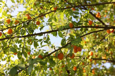 Many cherry plums growing on tree in garden