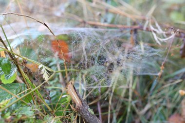 Boş örümcek ağı çayırdaki bitkinin üzerinde, yakın plan