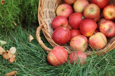 Hasır sepetin içinde taze olgun elmalar ve açık havada yeşil çimlerin üzerine düşmüş yapraklar, yakın plan.