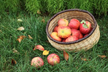 Hasır sepetin içinde taze olgun elmalar ve açık havada yeşil çimlerin üzerine düşen yapraklar.