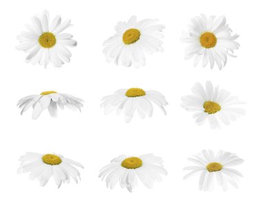 Papatya ya da papatya çiçekleri beyaz sette izole edilmiş.