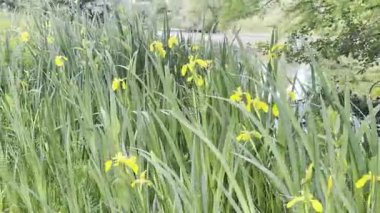 Kamerada güzel çiçekler ve kanalla yürüyen ve kayıt yapan kişi