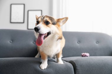 Evdeki kanepede oyuncak taşıyan şirin Galli Corgi.