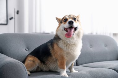 Evdeki kanepede tatlı Galli Corgi.