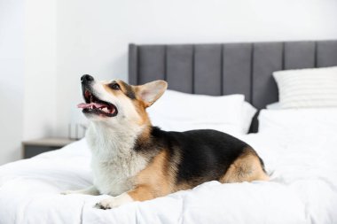 Evdeki yatakta tatlı Galli Corgi.