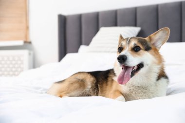 Evdeki yatakta tatlı Galli Corgi.