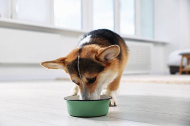 Tatlı Galli Corgi evdeki yemek kasesinden köpek maması yiyor.