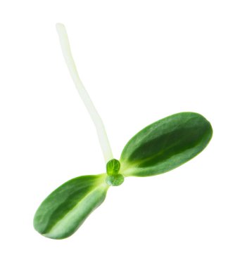 Lezzetli taze purslane mikro yeşil beyaz üzerinde izole