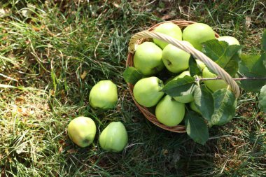 Olgun elmalar hasır sepetin içinde açık yeşil çimlerin üzerinde, üst manzara
