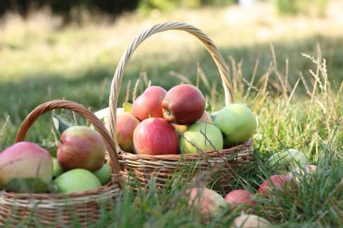 Fresh ripe apples in wicker baskets on green grass outdoors, closeup