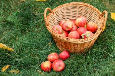 Hasır sepetin içinde taze olgun elmalar ve açık yeşil çimlerin üzerinde düşmüş yapraklar, metin için yer.