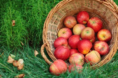 Hasır sepetin içinde taze olgun elmalar ve açık havada yeşil çimlerin üzerine düşmüş yapraklar, yakın plan.
