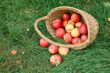 Hasır sepetin içinde taze olgun elmalar ve açık yeşil çimlerin üzerinde düşmüş yapraklar, metin için yer.