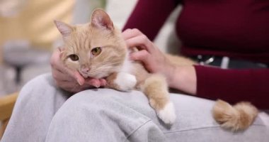 Kadın kedisini koltukta okşuyor, yakın plan.