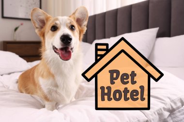 Evcil hayvan dostu otel. Yatakta yatan tatlı Galli Corgi köpeği