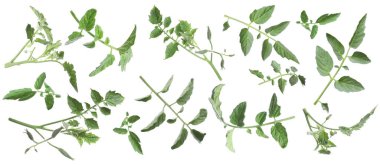 Yeşil yapraklı domates dalları beyaza izole edilmiş.