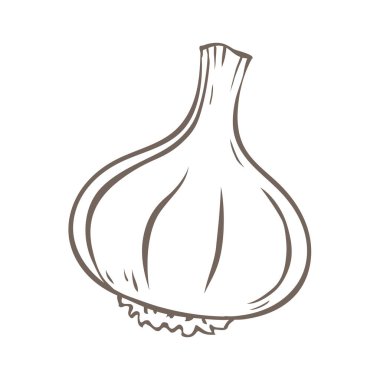 Sarımsak ve sarımsak karanfili beyaz arka planda izole edilmiş.