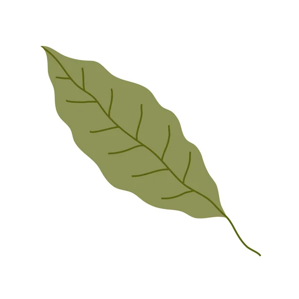 Πράσινο Φύλλο Δάφνης Αρωματικό Συστατικό Και Καρύκευμα Για Πιάτο Φυσικό — Διανυσματικό Αρχείο