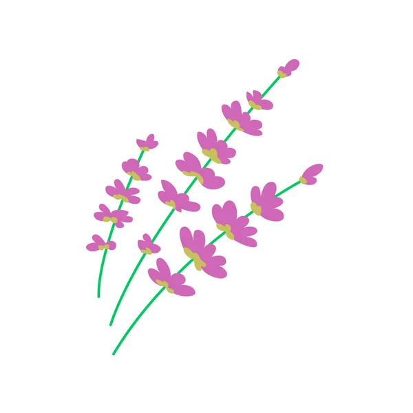 ラベンダーの花を閉じます 芳香の野生植物 花と植物 白い背景に隔離されたフラットベクトルイラスト — ストックベクタ