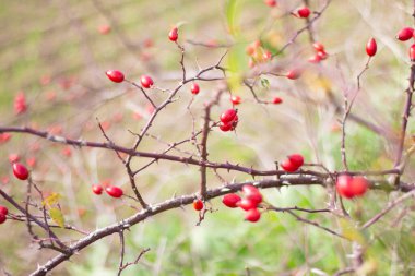 Vahşi gül ağacının çalıları. Kırmızı çilek. Vitaminli sağIıklı bitki. Tedavi tesisi. Flora, bahçe ve botanik. Doğada güzellik. Arkaplan için soyut fotoğraf kapat
