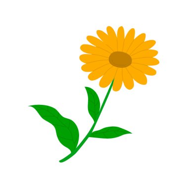 Calendula çiçeği yaklaş. Tıbbî yabani bitki. Sağlık için doğal ilaç. Flora ve botanik. Düz vektör çizimi beyaz arkaplanda izole edildi