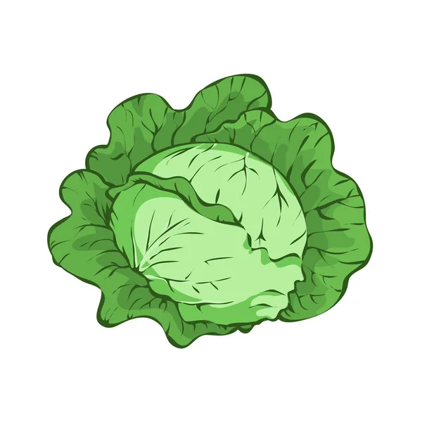 白色背景下的新鲜绿色卷心菜 — 图库矢量图片