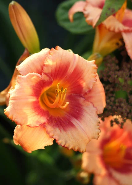 Güzel Kırmızı Güpegündüz Çiçek Dekoratif Bitki Flora Botanik Renkli Yakın — Stok fotoğraf