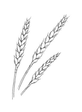 A bunch of wheat. Growing bread. Agriculture and farming. Vector black and white illustration. Hand drawn outline ink sketch clipart