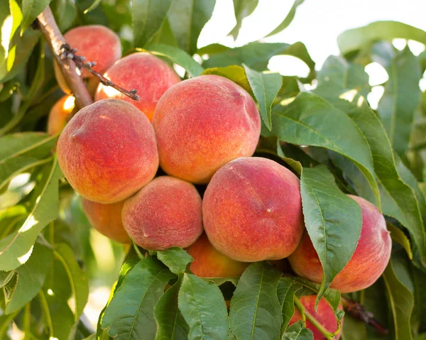 Peach fruits on a tree with foliage. Sweet tasty fruit. Fresh harvest. Summer agriculture. Closeup photo