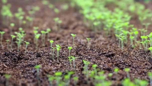 Mudas Jovens Petúnia Broto Verde Chão Caule Folha Planta Cuidados — Vídeo de Stock