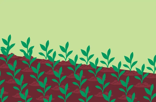Germogli Verdi Impianto Giovane Piantina Semenzaio Nel Terreno Letto Giardino — Vettoriale Stock