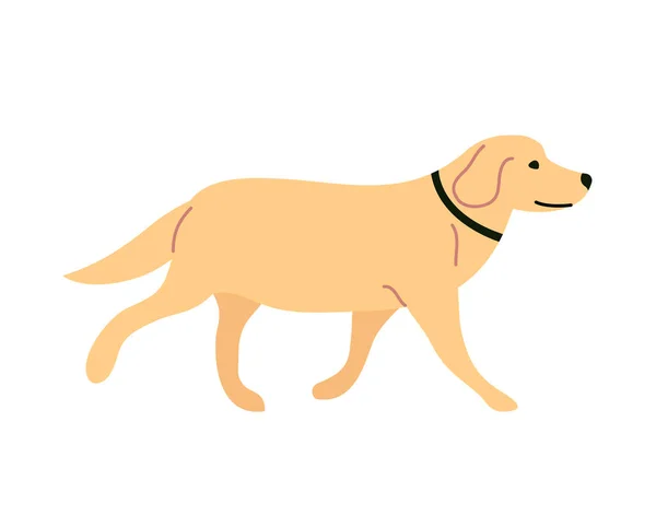 Słodki Domowy Labrador Przyjazny Zabawny Zwierzak Jedno Zwierzę Płaska Ilustracja — Wektor stockowy
