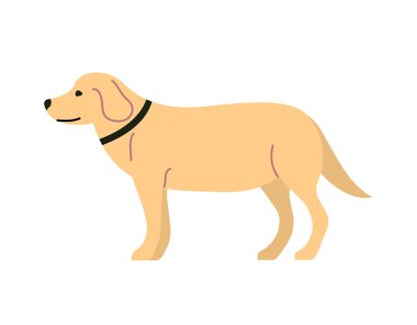 Şirin evcil köpek Labrador. Dost canlısı komik hayvan. Bir hayvan. Düz vektör çizimi beyaz arkaplanda izole edildi