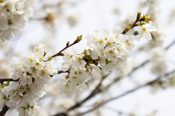 Beautiful cherry branch with flowers. Blooming tree in the garden. Beauty of nature. Sunny sky background. Photo closeup