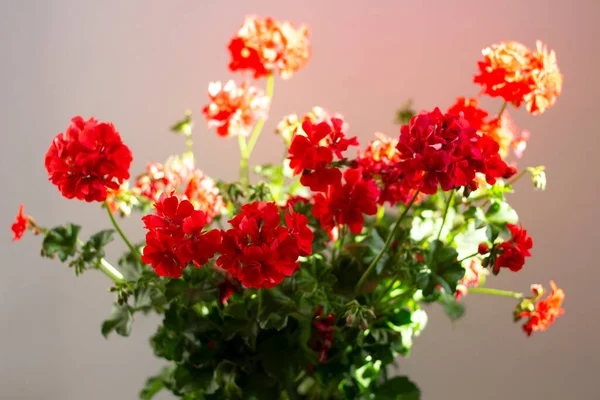 Strauß Roter Geranien Schöne Pelargonienblüte Flora Und Fauna Dekorative Gartenarbeit — Stockfoto