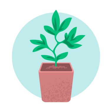 Beyaz arka planda bir bitkinin yeşil filizi