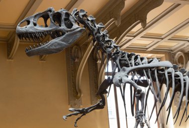 Paris, Fransa. 1 Haziran 2023. Ulusal Doğa Tarihi Müzesi. Nesli tükenmiş eski hayvan ve dinozorların iskeletleri. Paleontoloji bilimi. Allosaurus kertenkelesi