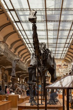 Paris, Fransa. 1 Haziran 2023. Ulusal Doğa Tarihi Müzesi. Nesli tükenmiş eski hayvan ve dinozorların iskeletleri. Paleontoloji bilimi. Diplodocus kertenkelesi