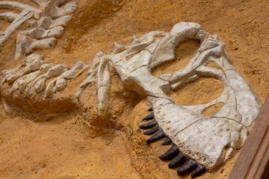 Paris, Fransa. 1 Haziran 2023. Ulusal Doğa Tarihi Müzesi. Nesli tükenmiş eski hayvan ve dinozorların iskeletleri. Paleontoloji bilimi