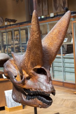 Paris, Fransa. 1 Haziran 2023. Ulusal Doğa Tarihi Müzesi. Nesli tükenmiş eski hayvan ve dinozorların iskeletleri. Paleontoloji bilimi