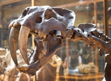 Paris, Fransa. 1 Haziran 2023. Ulusal Doğa Tarihi Müzesi. Nesli tükenmiş eski hayvan ve dinozorların iskeletleri. Paleontoloji bilimi. Kılıç dişli kaplan