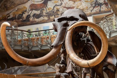 Paris, Fransa. 1 Haziran 2023. Ulusal Doğa Tarihi Müzesi. Nesli tükenmiş eski hayvan ve dinozorların iskeletleri. Paleontoloji bilimi. Dişli mamut.