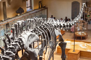 Paris, Fransa. 1 Haziran 2023. Ulusal Doğa Tarihi Müzesi. Nesli tükenmiş eski hayvan ve dinozorların iskeletleri. Paleontoloji bilimi. Diplodocus kertenkelesi