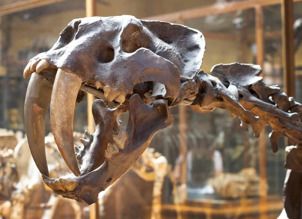 París Francia Junio 2023 Museo Nacional Historia Natural Esqueletos Antiguos — Foto de Stock
