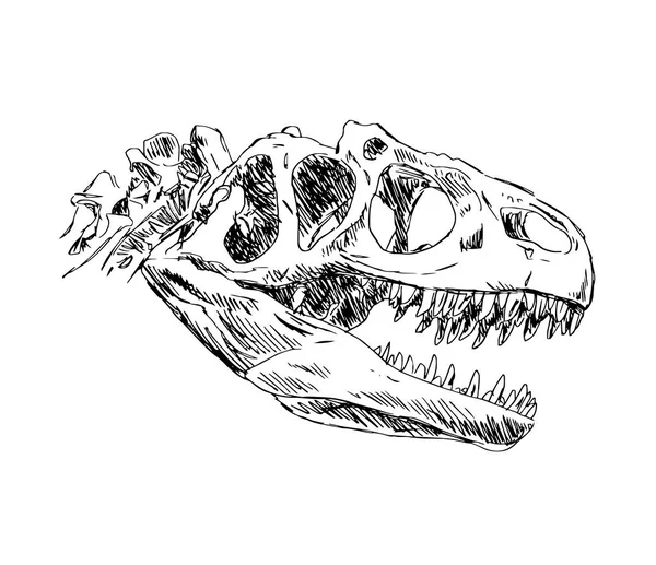 Szkielet Czaszki Dinozaura Jaszczurka Allozaura Straszny Drapieżnik Zębami Nauka Paleontologii — Wektor stockowy