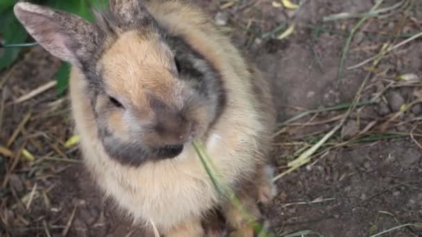 可爱的小兔子吃草 农场宠物 森林动物 闭路视频运动 — 图库视频影像