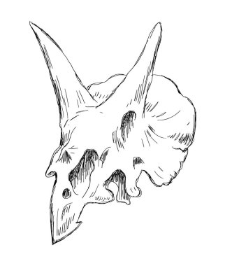 Dinozor iskeleti. Başlıklı boynuzlu kertenkele triceratops. Dişleri olan korkunç bir yırtıcı. Paleontoloji bilimi. Siyah ve beyaz vektör çizimi. El yapımı mürekkep. Çizim çizgisi